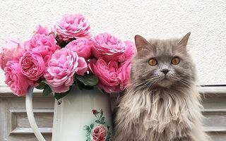 Cele mai frumoase pisici din lume. 25 de imagini
