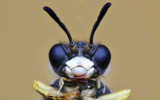 Gângănii simpatice: 30 de imagini care te fac să vezi altfel insectele