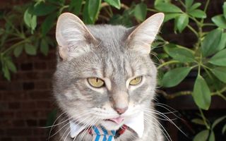 Motanul îmbrăcat: 12 imagini în care o pisică face moda