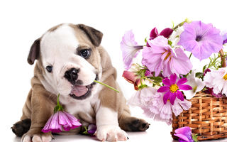 9 metode de a ține câinele departe de flori