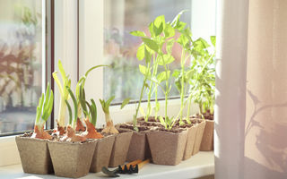 5 legume pe care le poți crește în interior, indiferent de vreme