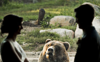 Doi tineri s-au căsătorit la grădina zoo: Reacția ursului e genială