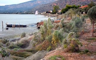 Urzeala arahnidelor: Păianjenii au luat cu asalt o insulă din Grecia