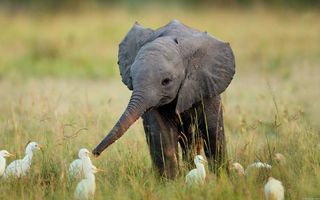 Aceşti pui de elefanţi te vor face să zâmbeşti instantaneu! 30 de imagini