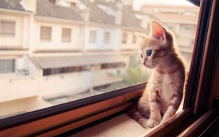 19 pisici drăgălașe care își așteaptă stăpânii: „Miau dor de tine!“