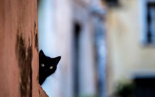 Întunecate ca noaptea: 20 de imagini în care pisicile negre sunt irezistibile