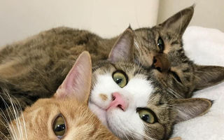 De ce ne plac pisicile: 15 imagini care demonstrează că sunt irezistibile