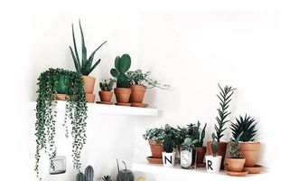 Cum să expui o colecție de plante. 30 de idei din care să te inspiri