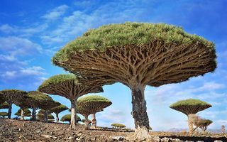 Cei mai spectaculoşi copaci din lume. 35 de imagini