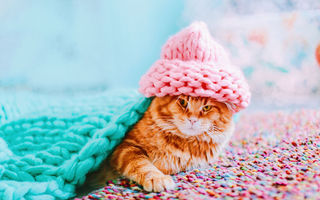 Pisicile cuceresc internetul: Kotleta, roșcata care a ajuns model pe Instagram
