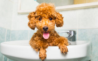De ce te urmărește câinele la baie?