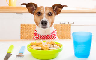 Cum să cureți bolurile de mâncare și jucăriile câinelui