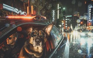 Patrula cățelușilor: Polițiștii canadieni și câinii lor au lansat un calendar în scopuri caritabile