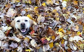 Și câinii se bucură de toamnă: Ce face un labrador când vede o grămadă de frunze - VIDEO