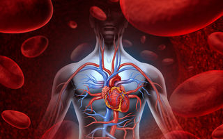 20 de lucruri interesante despre sânge și sistemul circulator