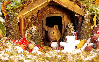 Rudele lui Jerry sunt fericite: Un fotograf a găsit șoricei în grădină și le-a construit un sat în miniatură