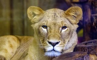 Leul salvat de nevastă: Momentul în care leoaica îl scapă pe „Regele Junglei“ din mijlocul hienelor - VIDEO