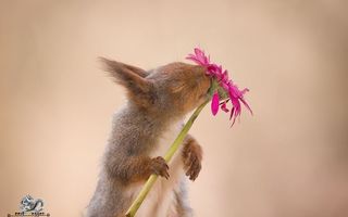 Cele mai frumoase imagini cu veverițe pe care un fotograf le-a făcut după ce le-a urmărit 6 ani