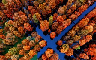 Labirintul din pădurea inundată: 20 de imagini superbe cu o minune a naturii