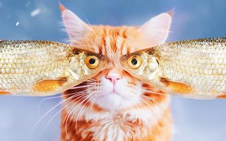 Reginele internetului: Cele mai frumoase imagini cu pisici din 2018
