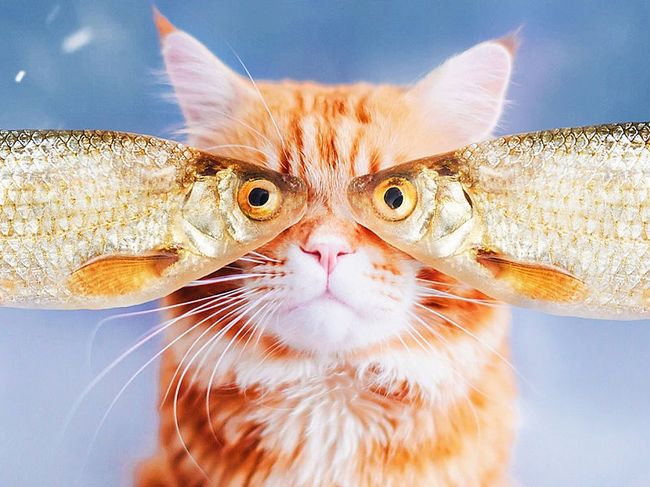 Reginele Internetului Cele Mai Frumoase Imagini Cu Pisici Din