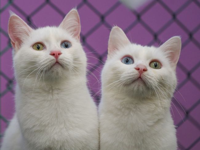 Prințeseleu201c albe: Turcia, țara pisicilor Van - Divertisment 