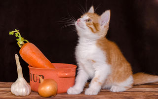Pot să-i dau morcovi pisicii?