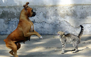 Cum se înţeleg câinii şi pisicile? 20 de imagini extrem de amuzante
