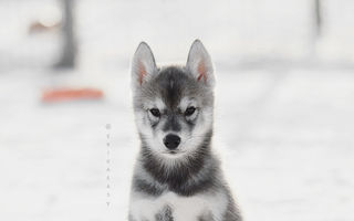 Frumusețea incredibilă a câinilor husky. 20 de imagini care te vor impresiona