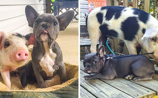 15 imagini înainte și după cu animale care au crescut împreună. Sunt înduioșătoare!