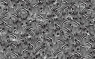 Testul care îți pune mintea și răbdarea la încercare: Poți să vezi clapele de pian ascunse printre zebre?
