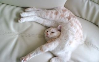 Sfidează legile fizicii: 25 de pisici extrem de flexibile