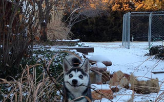 Câinii Husky sunt adorabili: 40 de imagini amuzante