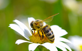 Ce plante te ajută să atragi polenizatorii în grădina ta