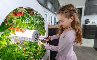 Grădina din casă: Îți cultivi produsele în bucătărie