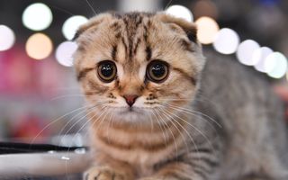 Campionatul pisicilor: 32 de imagini de la concursul celor mai interesante pisici de rasă din Rusia