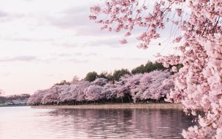 Frumusețea incredibilă a florilor de cireș. 30 de imagini