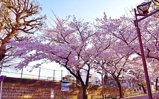 Viața în roz: 10 imagini cu cireșii din Tokyo, vestitorii primăverii