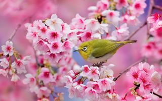 Frumusețea cireșilor înfloriți din Japonia: 18 imagini splendide cu fenomenul sakura