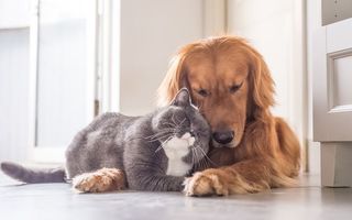 Dragostea e peste tot! 20 de pisici şi câini care au învăţat să se iubească