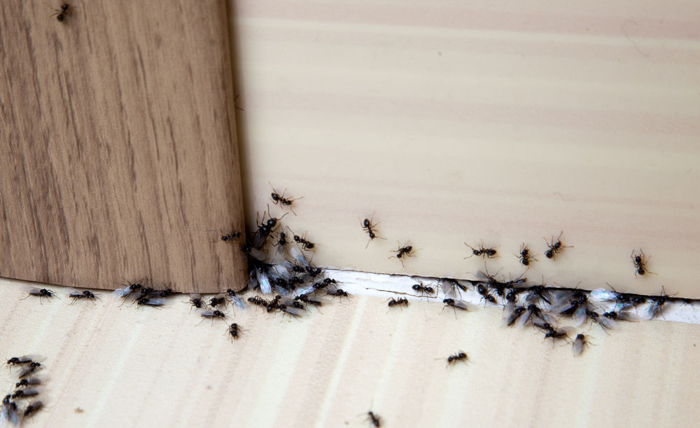 scapă de furnici în garaj
