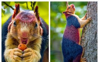 Veverița tricoloră, o minune a naturii: 9 imagini superbe care nu au nevoie de Photoshop