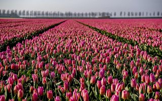 Au înnebunit lalelele! 10 imagini splendide cu câmpiile colorate din Olanda