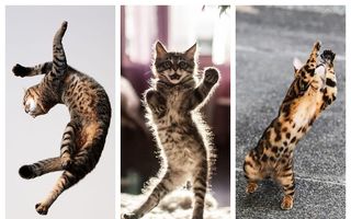 Pisicile dansează: 35 de imagini în care arată cele mai bune mișcări