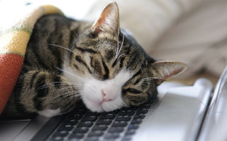 De ce iubesc pisicile atât de mult tastatura laptopului sau a computerului?