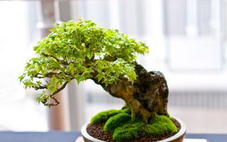 Arborii bonsai, o frumuseţe completă în miniatură. 20 de imagini