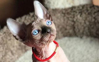 30 de imagini cu pisicuţe din rasa Sphynx care îţi vor schimba percepţia despre ele
