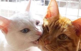 Iubire pătimaşă! 10 pisici mai afectuoase decât oamenii