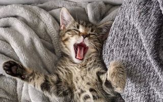 Sunt atât de relaxate! 25 de pisici care ne îndeamnă să tragem un pui de somn