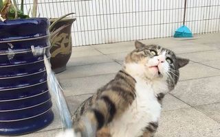 Pisica cu cele mai dramatice reacţii. 15 imagini extrem de amuzante